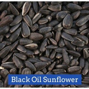 Black Oil Sunflower 40#
