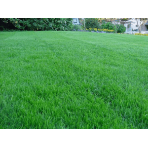 Kentucky Bluegrass 25#