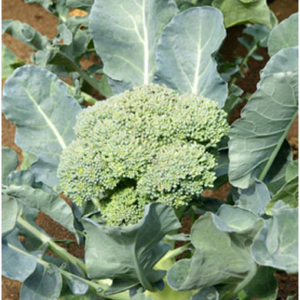 DENALI Broccoli Waltham