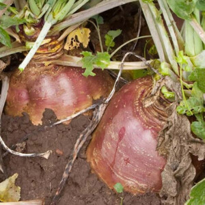 DENALI Rutabaga