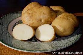 Green Mountain Potato