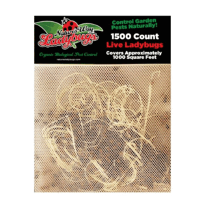 Ladybugs 1500