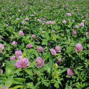 Red Clover 25#