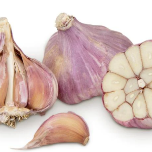 Garlic RUSSIAN LB