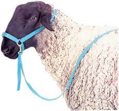 Sheep Halter