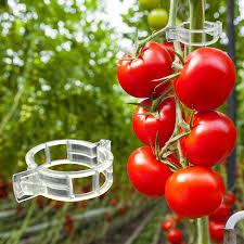 Tomato Clips 100pk
